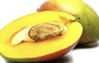Mangga - Mangifera indica L.