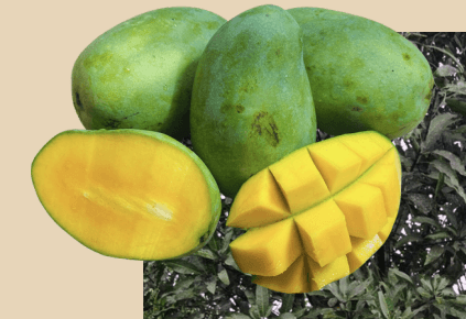 Mangga - Mangifera indica L.