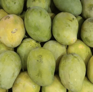 Mangga Kelong - Mangifera indica L. varietas Kelong