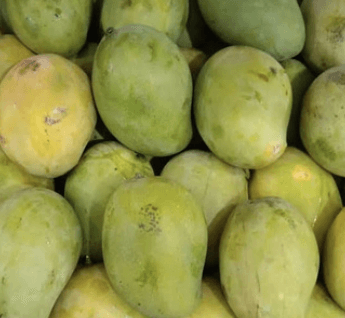 Mangga Kelong - Mangifera indica