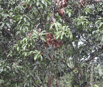 Mangga Kelong - Mangifera indica cv. Kelong