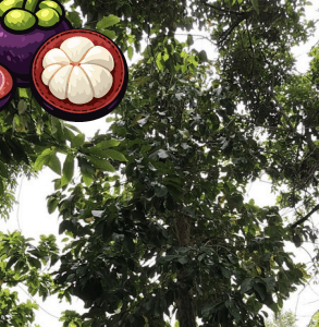 Manggis - Garcinia mangostana