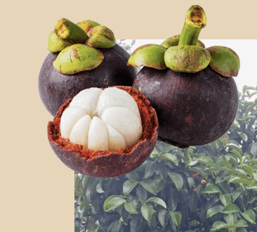 Manggis - Garcinia mangostana L.