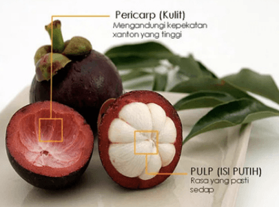 Manggis - Garcinia mangostana
