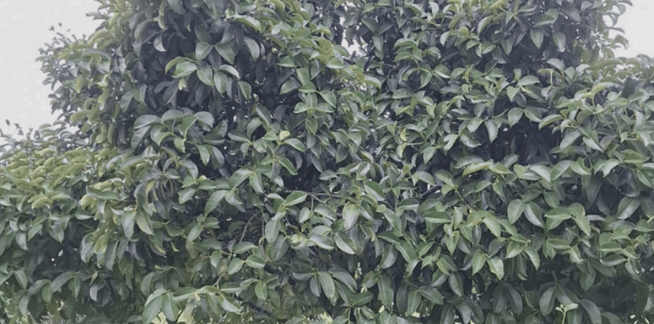 Pohon Manggis - Garcinia mangostana L.