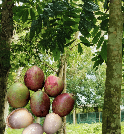 Matoa - Pometia pinnata