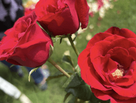 Mawar Merah - Rosa sp.