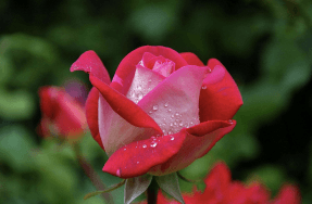 Mawar Pink - Rosa sp.