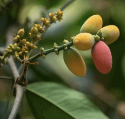 Melinjo - Gnetum gnemon