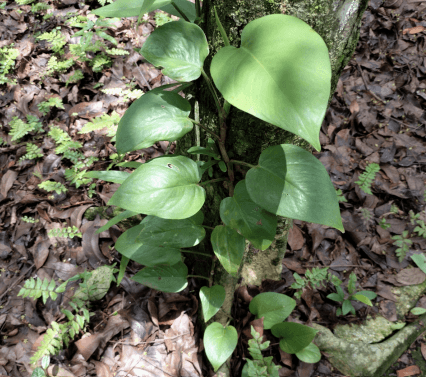Memelong - Philodendron rugosum