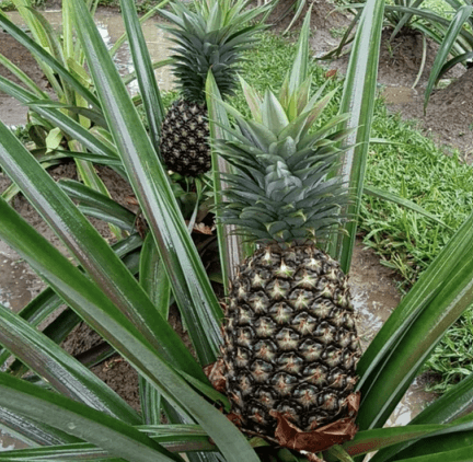 Nanas - Ananas comosus (L.)