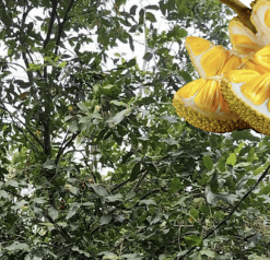 Nangka - Artocarpus heterophyllus