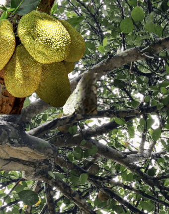 Nangka - Artocarpus heterophyllus Lam.