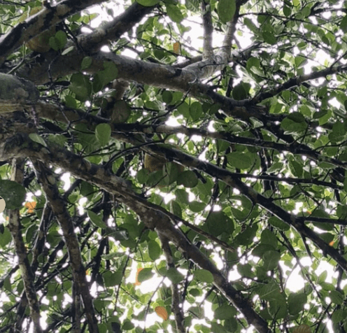 Nangka - Artocarpus heterophyllus
