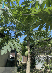 Pepaya - Carica papaya