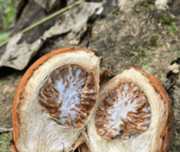 Pinang - Areca catechu