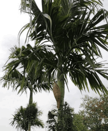 Pinang - Areca catechu