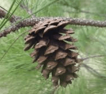Pinus - Pinus merkusii