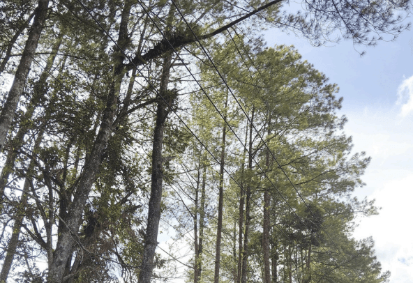 Pinus - Pinus merkusii