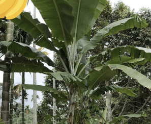 Pisang - Musa paradisiaca