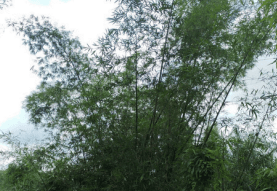 Pohon Bambu - Dendrocalamus asper