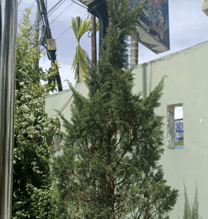 Pohon Cemara - Casuarina equisetifolia