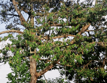 Pohon Durian - Durio zibethinus