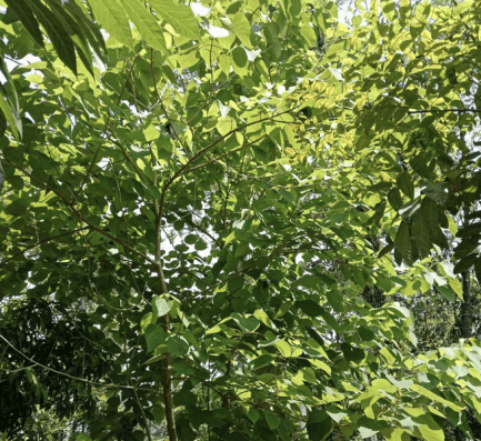 Pohon Jati Putih - Gmelina arborea