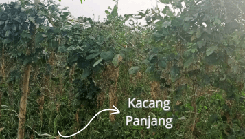 Pohon Kacang Panjang - Vigna unguiculata