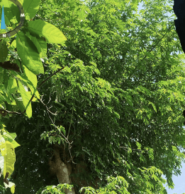 Pohon Kapuk Randu - Ceiba pentandra