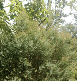 Pohon Kayu Putih - Melaleuca cajuputi