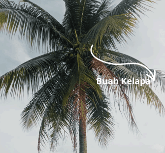 Pohon Kelapa - Cocos nucifera