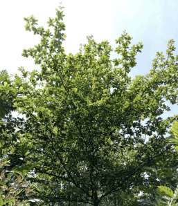 Pohon Ketapang - Terminalia catappa