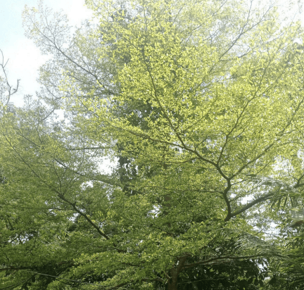 Pohon Ketapang Kencana - Terminalia mantaly
