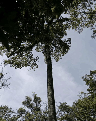 Pohon Mahogani - Swietenia macrophylla