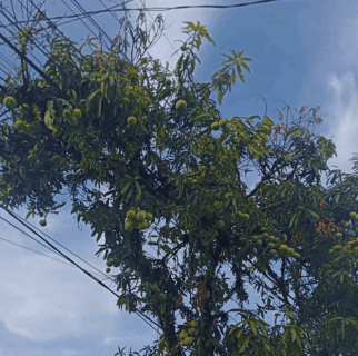 Pohon Mangga Apel - Mangifera indica