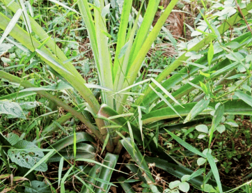Pohon Nanas - Ananas comosus