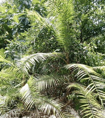 Pohon Rotan Saga - Calamus caesius