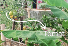 Pohon Tomat - Solanum lycopersicum