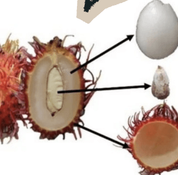 Rambutan - Nephelium lappaceum