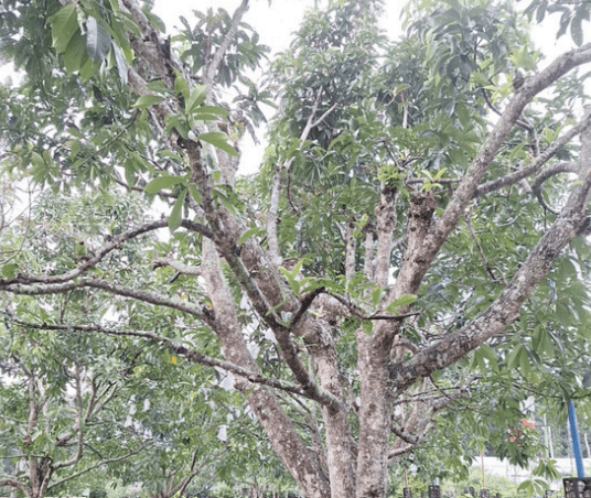 Pohon Rambutan - Nephelium lappaceum L.
