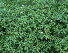 Rombusa Putih - Tabernaemontana corymbosa