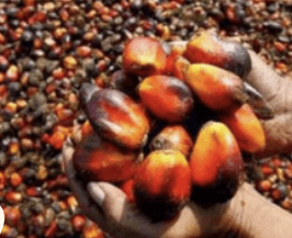 Sawit - Elaeis guineensis