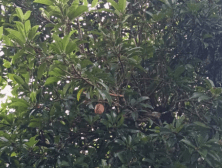 Sawo - Manilkara zapota (L.) P. Royen