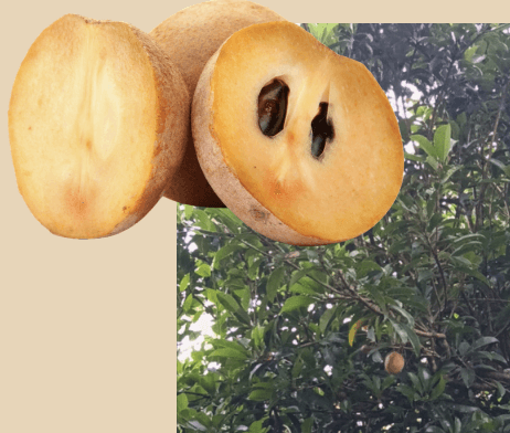 Sawo - Manilkara zapota (L.) P. Royen