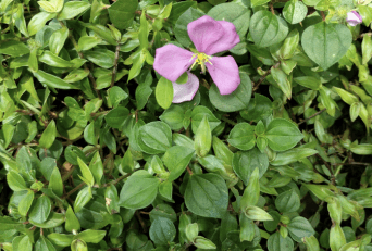 Senduduk - Melastoma malabathricum