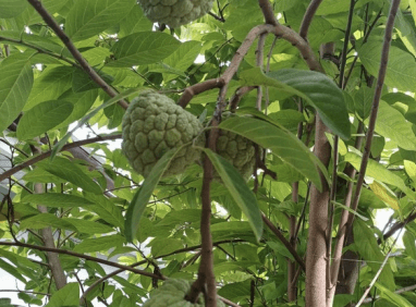 Srikaya - Annona squamosa