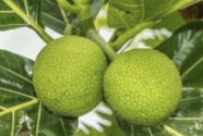 Sukun - Artocarpus altilis