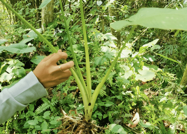 Talas - Colocasia esculenta