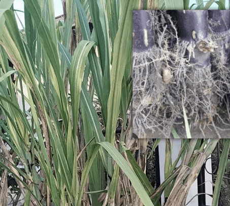 Tebu - Saccharum officinarum